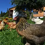Brittenberg Alpaka * Schwarzenberg im Bregenzerwald