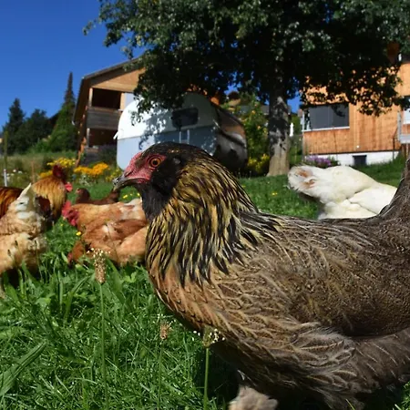 Brittenberg Alpaka * Шварценберг-им-Брегенцервальд